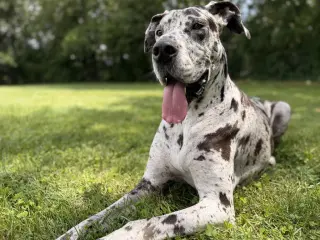 Bonnie