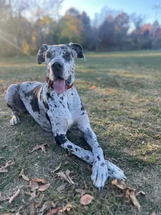 Bonnie