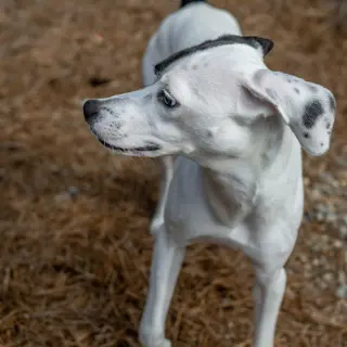 Pirate