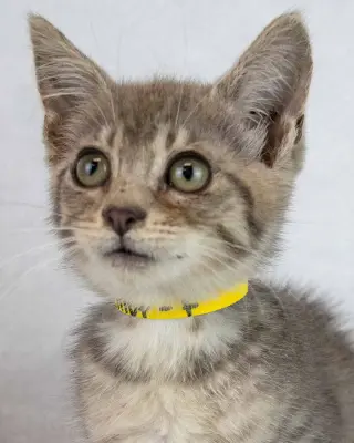Elliot