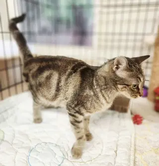 Macchiato