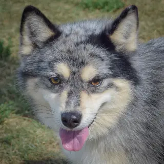 Smidge