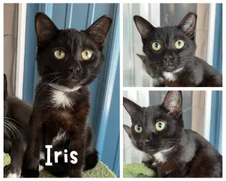 Iris