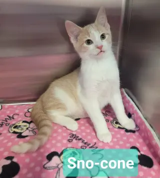 Sno-Cone