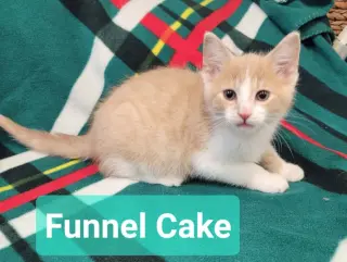 Funnel Cake