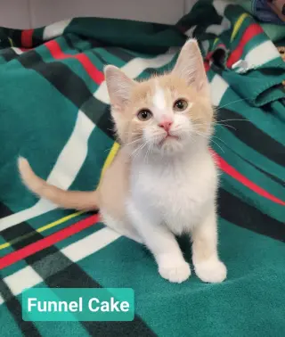 Funnel Cake