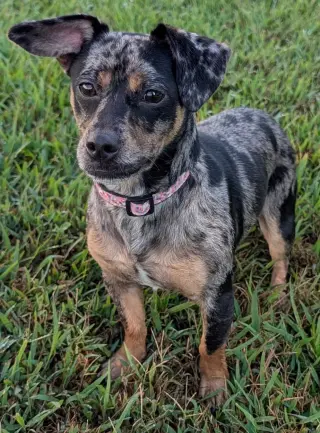 Pepper in TN