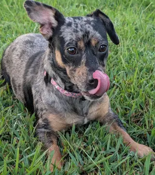Pepper in TN