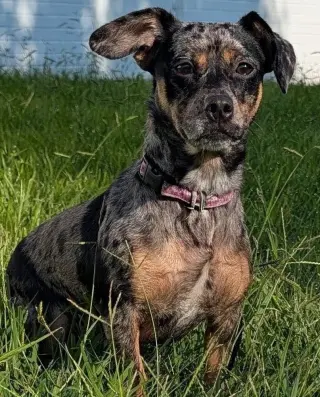 Pepper in TN