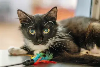 Agatha Kitty