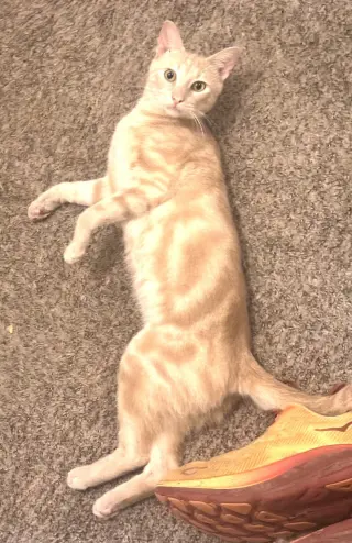 KITTY MARVELOUS MILO