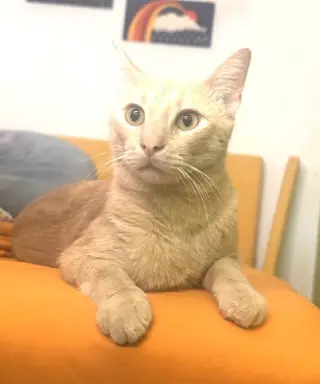 KITTY MARVELOUS MILO