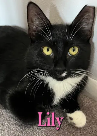 Lily