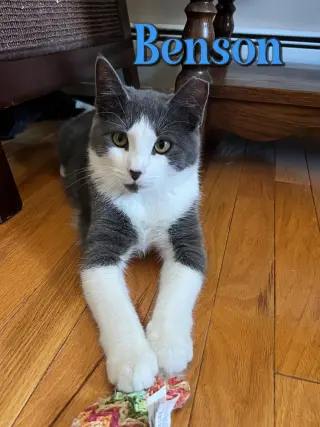 Benson