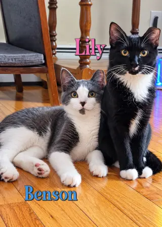 Benson
