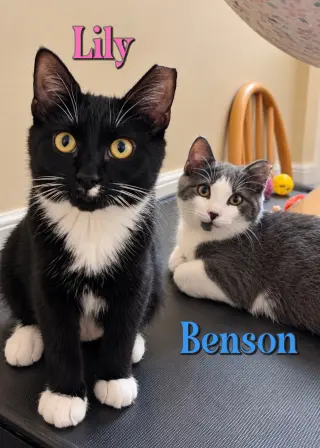 Benson