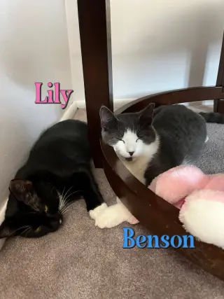 Benson