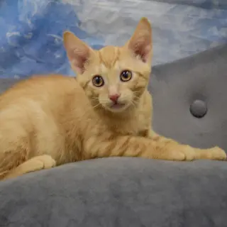 O'Malley