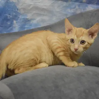 O'Malley