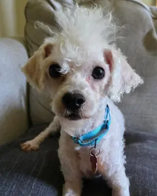 Scottie