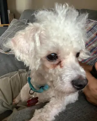 Scottie