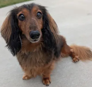 Ollie in TN