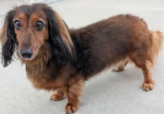 Ollie in TN