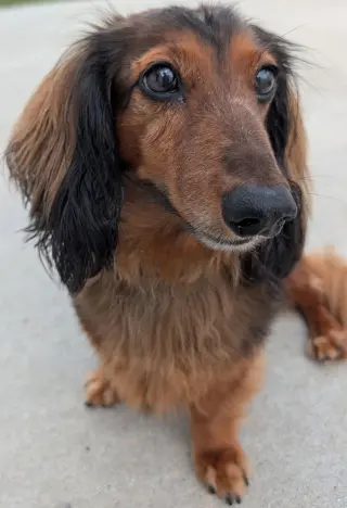 Ollie in TN
