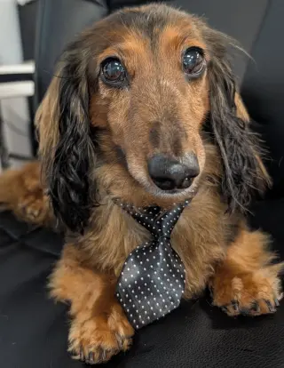 Ollie in TN