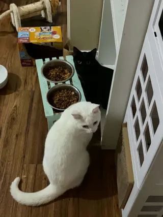 Everest and Lumi.