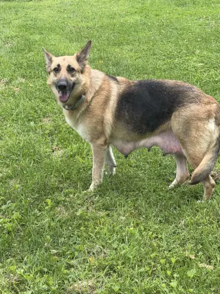 Remington