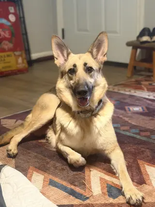 Remington