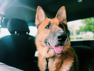 Ruger