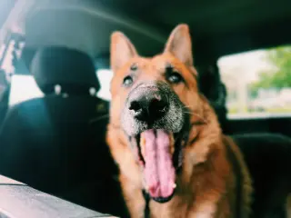 Ruger