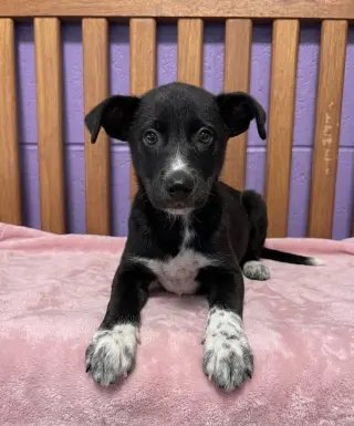 **AURORA**