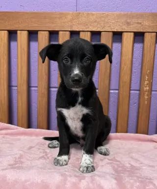 **AURORA**