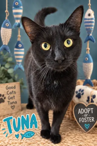 Tuna aka Tiny (FCID# 06/12/2024 - 37 Trainer)