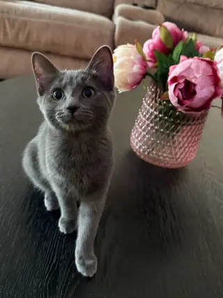 Harper