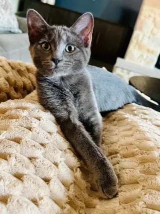 Harper