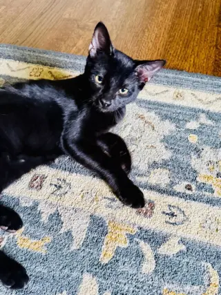 Castle