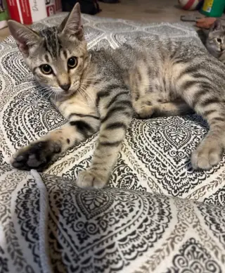 Jasper