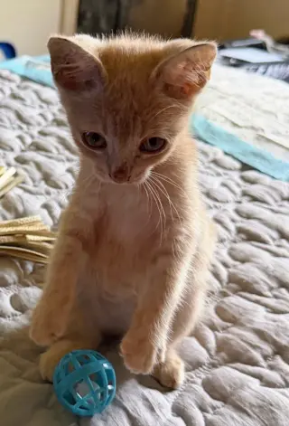 Skittles