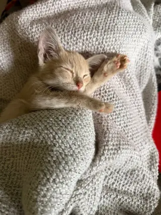 Skittles