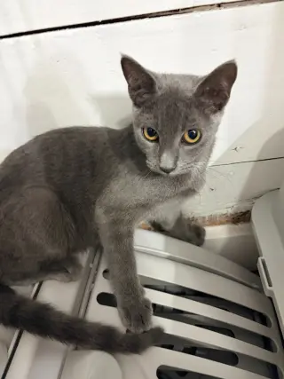 Sam