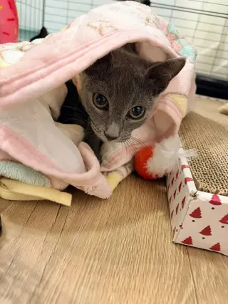 Sam