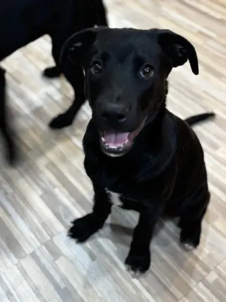 Bo