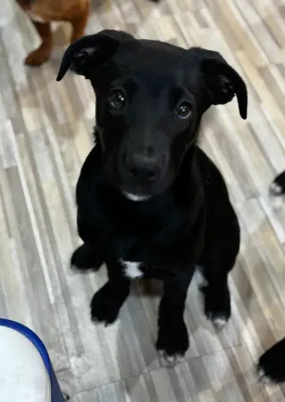 Bo