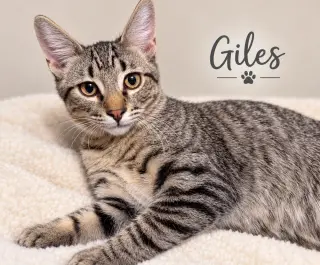 Giles