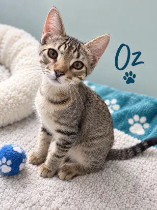Oz