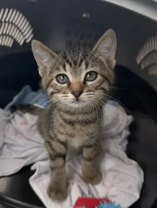 Oz